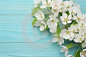 Spring background with white flowers blossoms on blue wooden background. top view