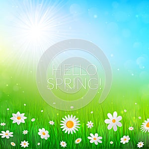 Spring background with white flowers in the grass. Nature background, white chamomiles field.