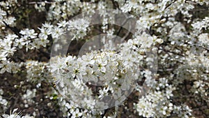 Spring background with white flowers on a tree branch.
