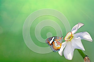 Spring background. White Narcissus flower with beautiful butterfly