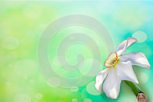 Spring background. White Narcissus flower with beautiful butterfly