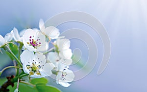 Spring background with white pear blossom isolated on blur background.