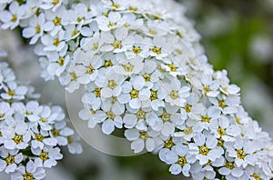 Spring background White Spirea Inflorescences close up. photo