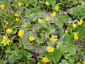 Spring background with yellow Blooming Caltha palustris, known as marsh-marigold and kingcup. Flowering gold colour plants in