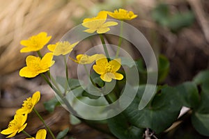 Spring background with yellow Blooming Caltha palustris, known as marsh-marigold and kingcup. Flowering gold colour plants in Earl