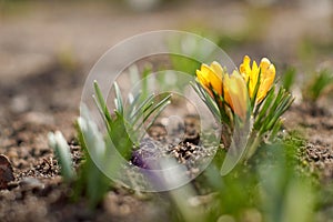 Spring background. Yellow crocuses close up, making their way out of the ground.