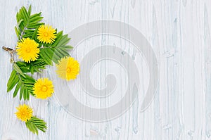 Spring background. Yellow dandelion flowers and green leaves on light blue wooden board with copy space, top view.