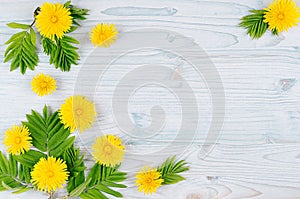 Spring background. Yellow dandelion flowers and green leaves on light blue wooden board with copy space, top view.
