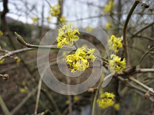 Spring background with yellow flowers tree brunches