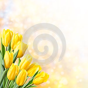 Spring Background with Yellow Tulip