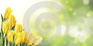 Spring Background with Yellow Tulip