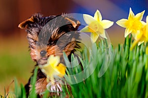 Spring background with Yorkshire Terrier