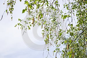 Spring background with young branches and leaves of birch against the blue sky