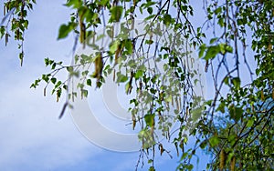 Spring background with young branches and leaves of birch against the blue sky