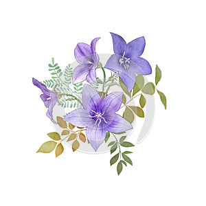 Spring Balloon flowers and leaves bouquet isolated on white. Blue star flower. Platycodon flower watercolor botanical illustration