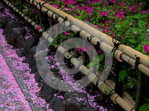 Spring bamboo fence