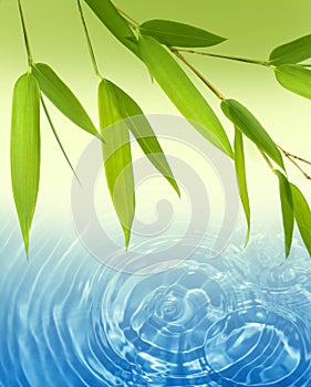 Spring bamboo and water background