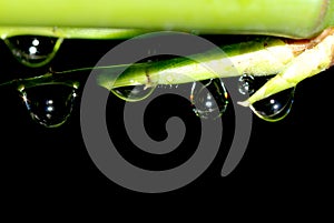 Spring bamboo waterdrop