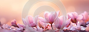 Spring banner background with flowers. Colorful special offer design