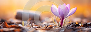 Spring banner background with purple crocus. Colorful special offer design