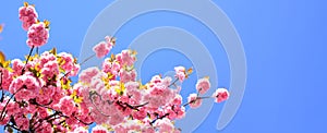 Spring banner, blossom background. Beautiful floral spring abstract background of nature. Cherry blossom. Sacura cherry