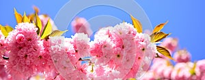 Spring banner, blossom background. Cherry blossom. Blossom tree over nature background. Sacura cherry-tree. Spring