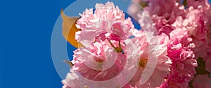 Spring banner, blossom background. Cherry blossom. Sacura cherry-tree. Background with flowers on a spring day. Blooming