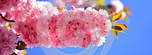 Spring banner, blossom background. Cherry blossom. Sacura cherry-tree. Spring Background. Beautiful garden flowers