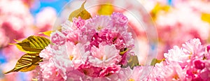 Spring banner, blossom background. Cherry blossom. Sacura cherry-tree. Spring Cherry blossoms, pink flowers. Blooming