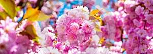 Spring banner, blossom background. Daisy flower, flowering daisy flowers in meadow.