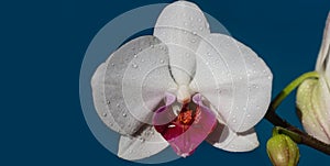 Spring banner, blossom background. Orchid flower. Phalaenopsis growing. Floral Orchidea concept. photo