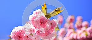 Spring banner, blossom background. Sakura Festival. Cherry blossom. Sacura cherry-tree. Spring flowers pattern