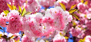 Spring banner, blossom background. Spring flowers background. Cherry blossom. Sacura cherry-tree. Blossom tree over
