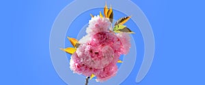 Spring banner, blossom background. Springtime. Spring flowers with blue background and clouds. Sacura cherry-tree