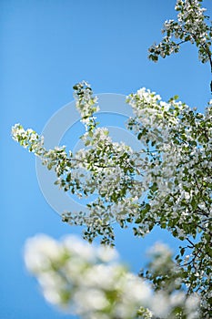 spring banner, branches of blossoming apple against background of blue sky