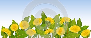 Spring banner with dandelion flowers