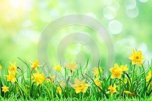 spring banner of fresh green grass and flowers in nature. blurred background, space for text