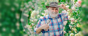 Spring banner of old man outdoor. Gardening hobby. Gardener cutting flowers in his garden. Flower care and watering