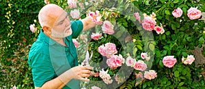 Spring banner of old man outdoor. Senior man gardener in garden cutting roses. Grandfather working in backyard with