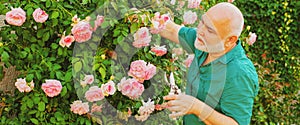 Spring banner of old man outdoor. Senior man gardener in garden cutting roses. Grandfather working in backyard with
