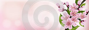 Spring banner with pink cherry flower and leaf