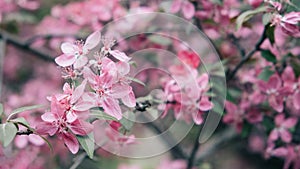 Spring Banner with pink sakura flowers. Abstract floral backdrop of pink flowers over pastel colors with soft style for