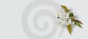 Spring banner. A sprig of blooming pear white flowers on a gray background. Top view with copy space