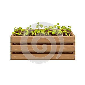 Spring banner template with young seedlings of vegetables or flowers in garden crate isolated on white. plant sprouts in