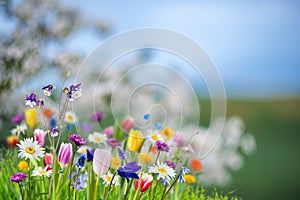 Spring banner with wild flowres