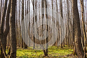 Spring bare forest. Many aspen tree trunks