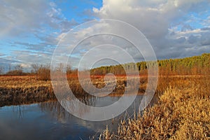 Spring bare shrub near a river on blue sky background