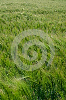 Spring barley grain fields with unripe green crops