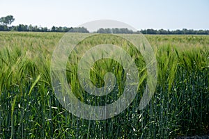 Spring barley grain fields with unripe green crops