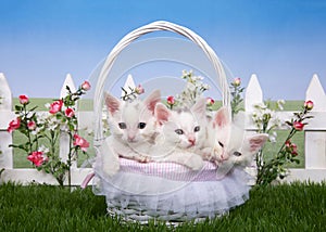 Spring basket with three white kittens in a garden